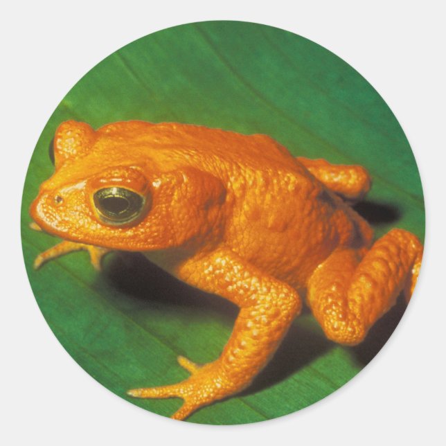 Orange Frog Runt Klistermärke (Framsida)