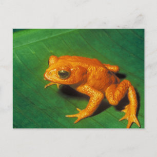 Orange Frog Vykort