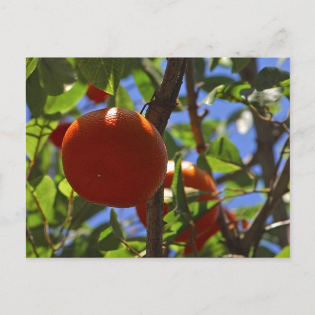 Orange Fruit Träd Vykort (Framsida)