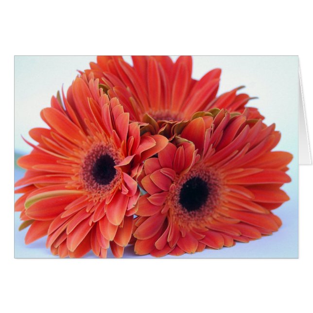 Orange fruktdryckTriokort Hälsningskort (Framsidan Horizontal)