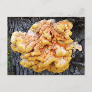 Orange Fungus Vykort