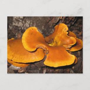 Orange Fungus Vykort