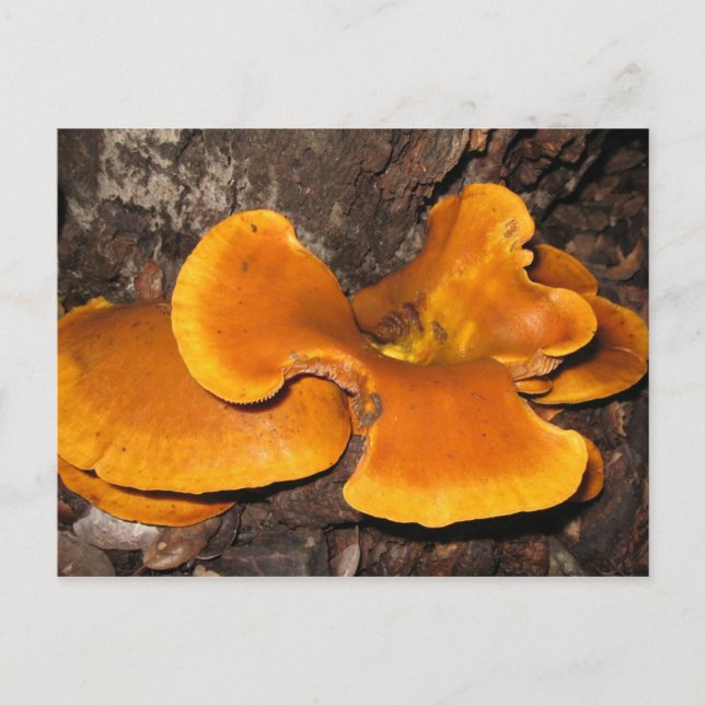 Orange Fungus Vykort (Framsida)