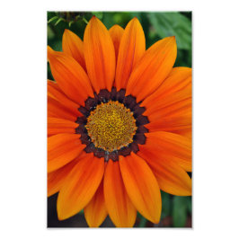 Orange Gazania African Daisys Sommarblomma Fototryck