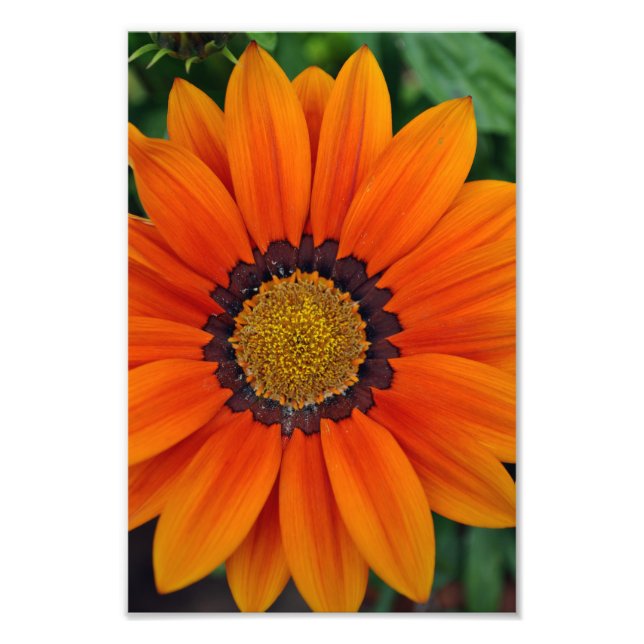 Orange Gazania African Daisys Sommarblomma Fototryck (Framsidan)