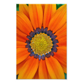 Orange Gazania African Daisys Sommarblomma Fototryck