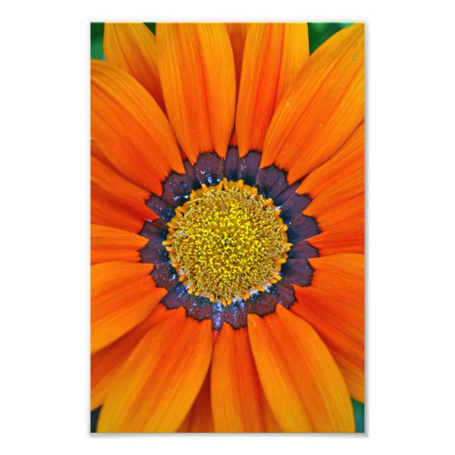 Orange Gazania African Daisys Sommarblomma Fototryck (Framsidan)