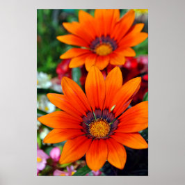 Orange Gazania African Daisys Sommarblomma Poster