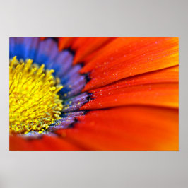 Orange Gazania African Daisys Sommarblomma Poster