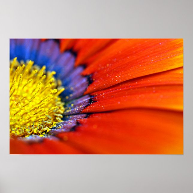 Orange Gazania African Daisys Sommarblomma Poster (Framsidan)