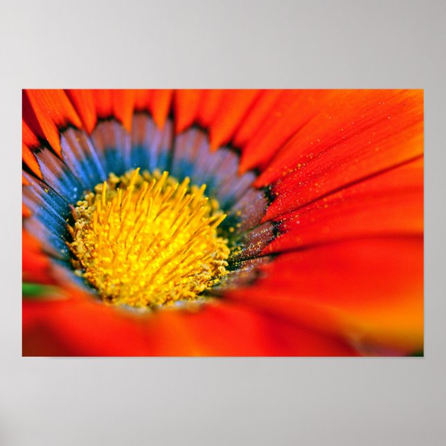 Orange Gazania African Daisys Sommarblomma Poster (Framsidan)