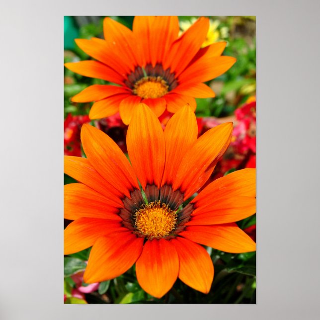 Orange Gazania African Daisys Sommarblomma Poster (Framsidan)
