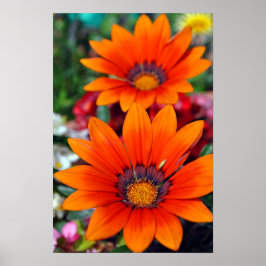 Orange Gazania African Daisys Sommarblomma Poster