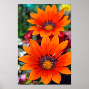Orange Gazania African Daisys Sommarblomma Poster