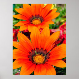 Orange Gazania African Daisys Sommarblomma Poster