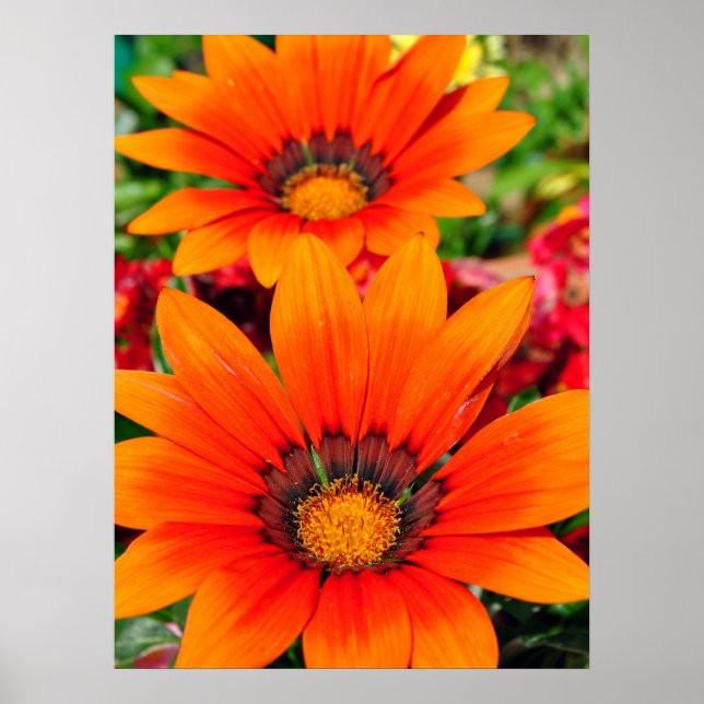 Orange Gazania African Daisys Sommarblomma Poster (Framsidan)