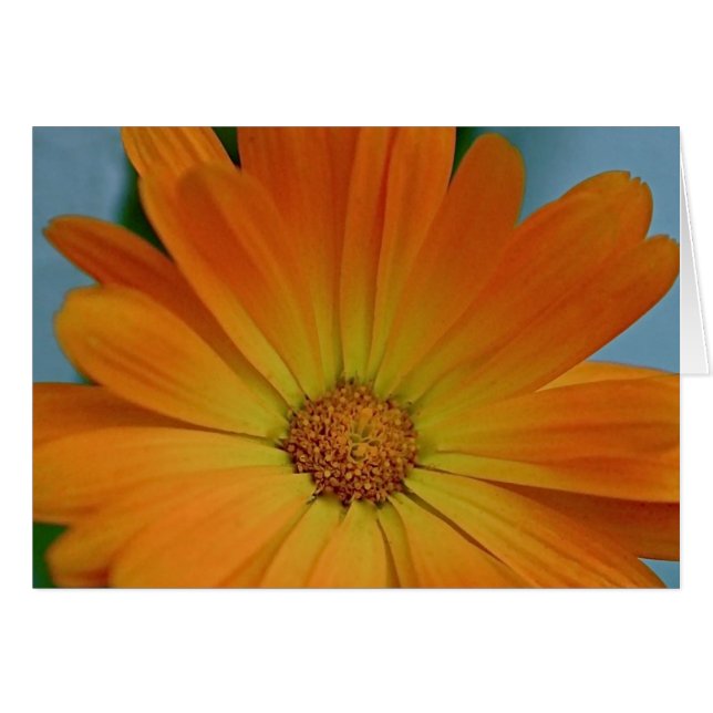 Orange Gerber Daisy Hälsningskort (Framsidan Horizontal)