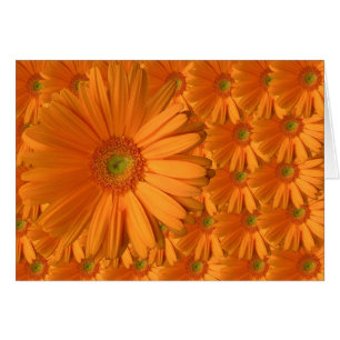 Orange Gerber daisy Hälsningskort