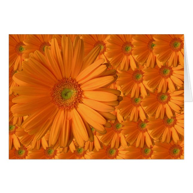 Orange Gerber daisy Hälsningskort (Framsidan Horizontal)