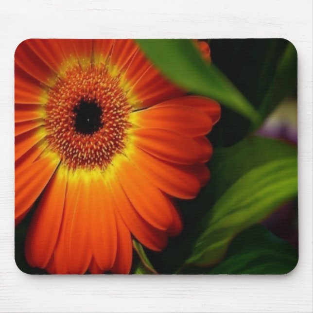 Orange Gerber daisy Musmatta (Framsidan)