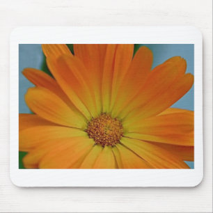 Orange Gerber Daisy Musmatta