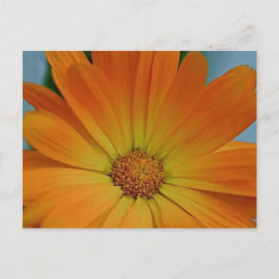 Orange Gerber Daisy Vykort