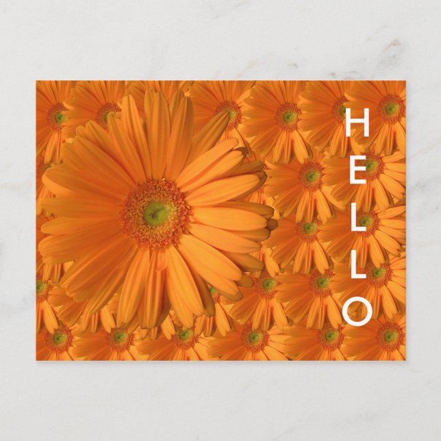 Orange Gerber Daisy Vykort (Framsida)