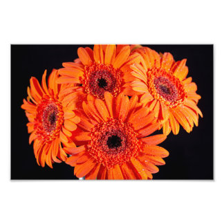 Orange Gerber Daisys Fototryck