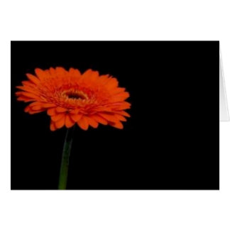 orange gerbera1 hälsningskort