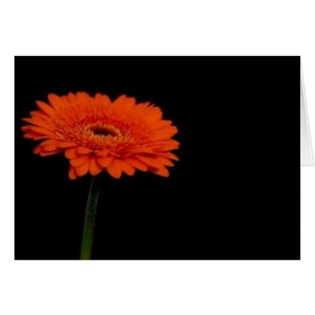 orange gerbera1 hälsningskort (Framsidan Horizontal)
