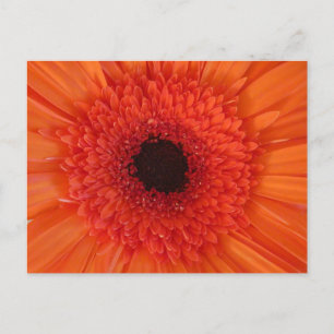 Orange Gerbera Close Up DIY Postcard Helg Vykort