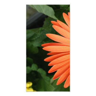 orange gerbera-daisy (1 av 3) fototryck