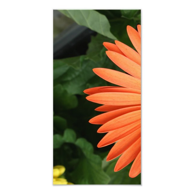orange gerbera-daisy (1 av 3) fototryck (Framsidan)