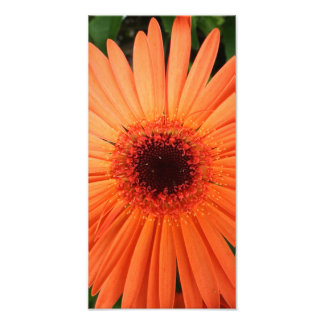 orange gerbera-daisy (2 av 3) fototryck
