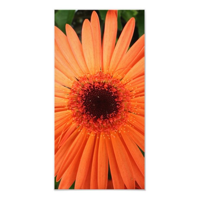 orange gerbera-daisy (2 av 3) fototryck (Framsidan)