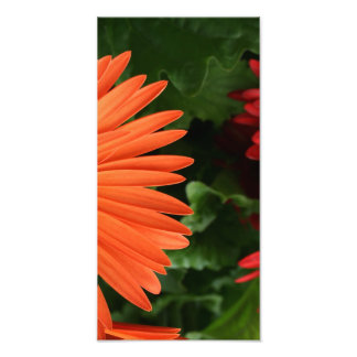 orange gerbera-daisy (3 av 3) fototryck