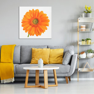 Orange Gerbera Daisy blomma på vita foto Poster