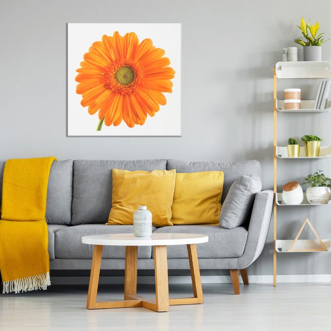 Orange Gerbera Daisy blomma på vitt foto Poster (Skapare uppladdad)