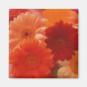 Orange Gerbera Daisy Blommor Kylskåp Magnet