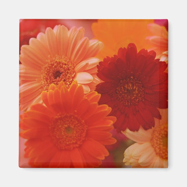 Orange Gerbera Daisy Blommor Kylskåp Magnet (Framsidan)