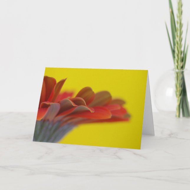Orange Gerbera Daisy Card Kort (Framsida)