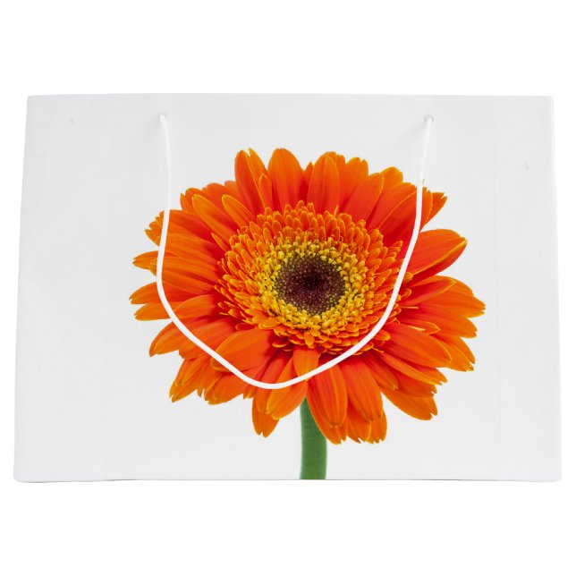 Orange Gerbera Daisy Flower (Framsidan)
