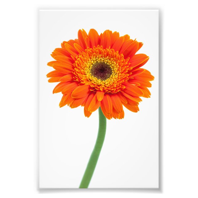 Orange Gerbera Daisy Flower Fototryck (Framsidan)