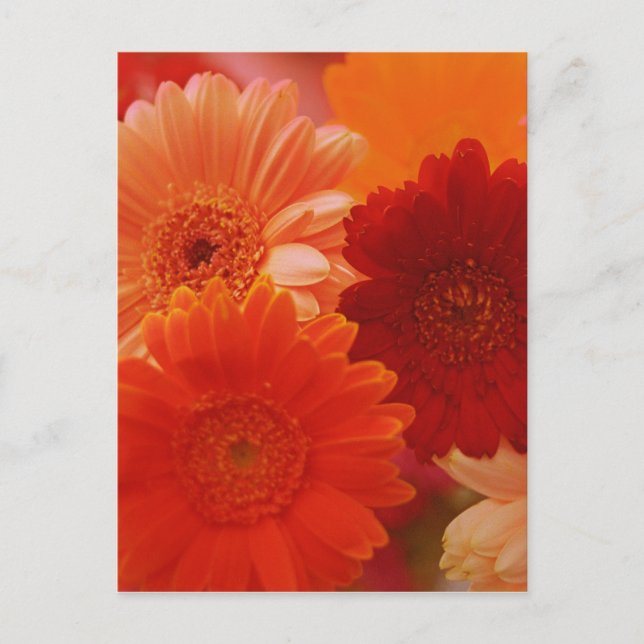 Orange Gerbera Daisy Flower Photo Art Postcard Vykort (Framsida)