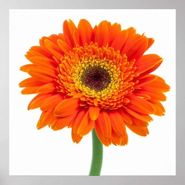 Orange Gerbera Daisy Flower Poster (Framsidan)