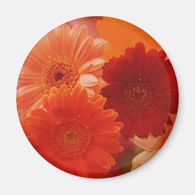 Orange Gerbera Daisy Flower Refrigerator Magnet (Framsidan)