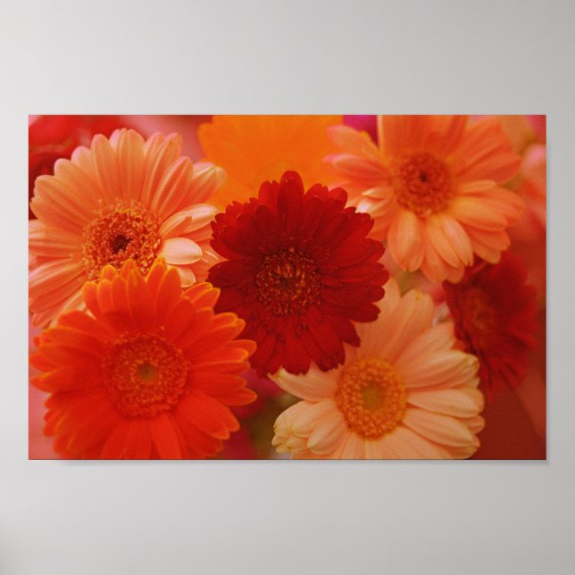 Orange Gerbera Daisy Flowers Wall Art Print Poster (Framsidan)
