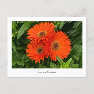 Orange Gerbera Daisy Inkasserbart vykort