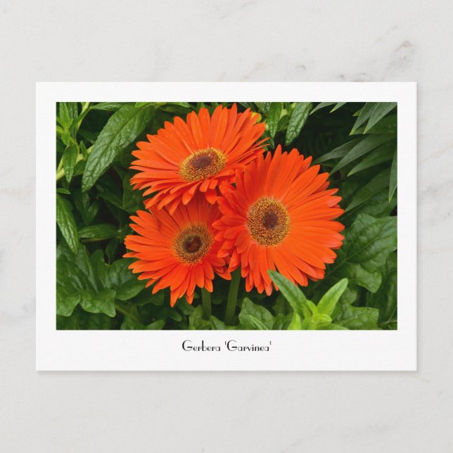 Orange Gerbera Daisy Inkasserbart vykort (Framsida)