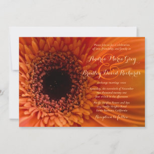 Orange Gerbera Daisy Macro Wedding bjudande in Inbjudningar